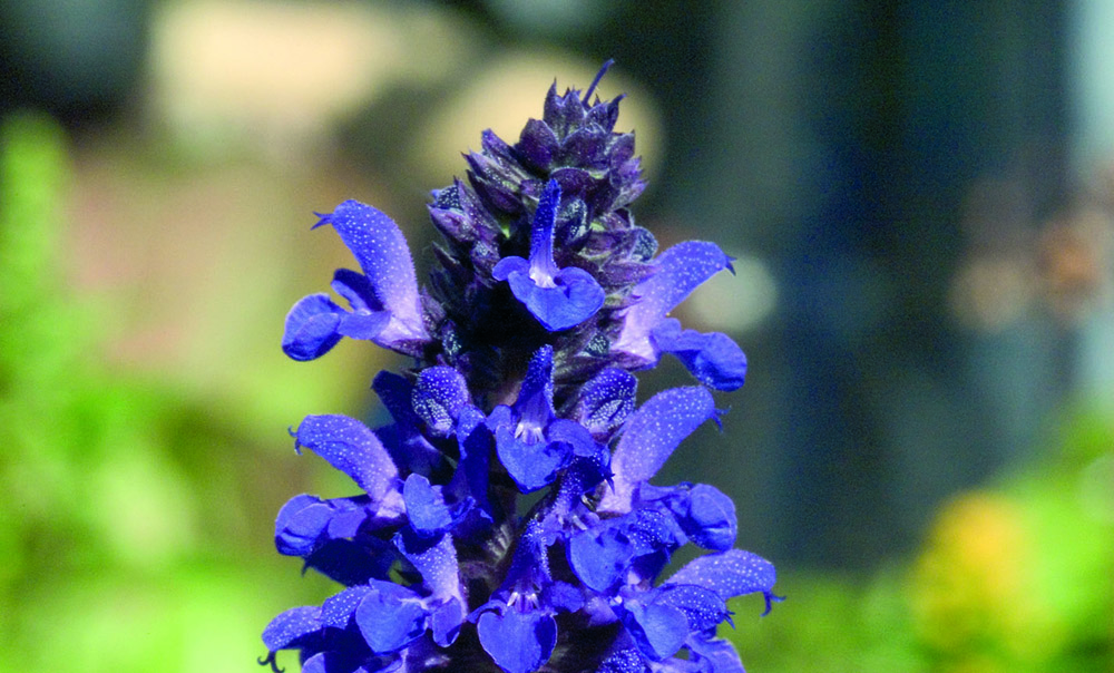 Salvia x superba Adora | Benary